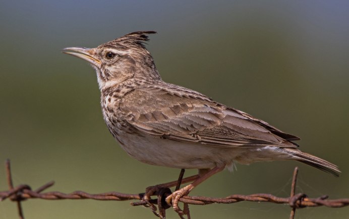 Жаворонок Перелетная птица
