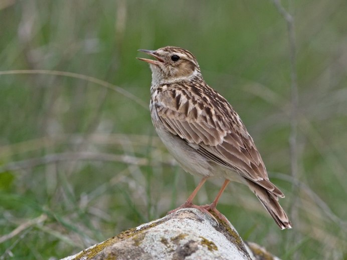 Короткопалый хохлатый Жаворонок