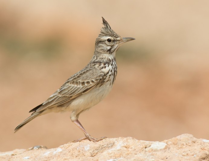 Жаворонок полевой Жаворонок