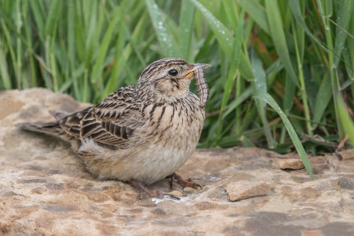 Полевой Степной хохлатый Жаворонок