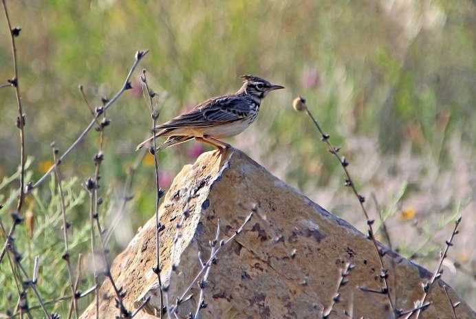 Жаворонок весной