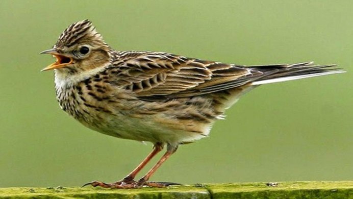 Полевой Жаворонок зимой