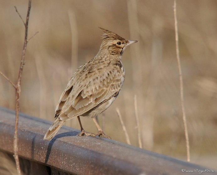 Жаворонок Перелетная птица
