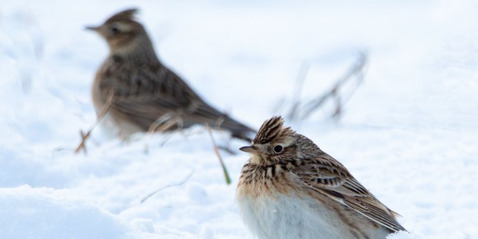 Полевой Степной хохлатый Жаворонок