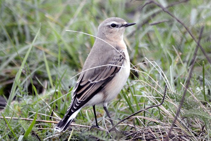Жаворонок Lark-Bird