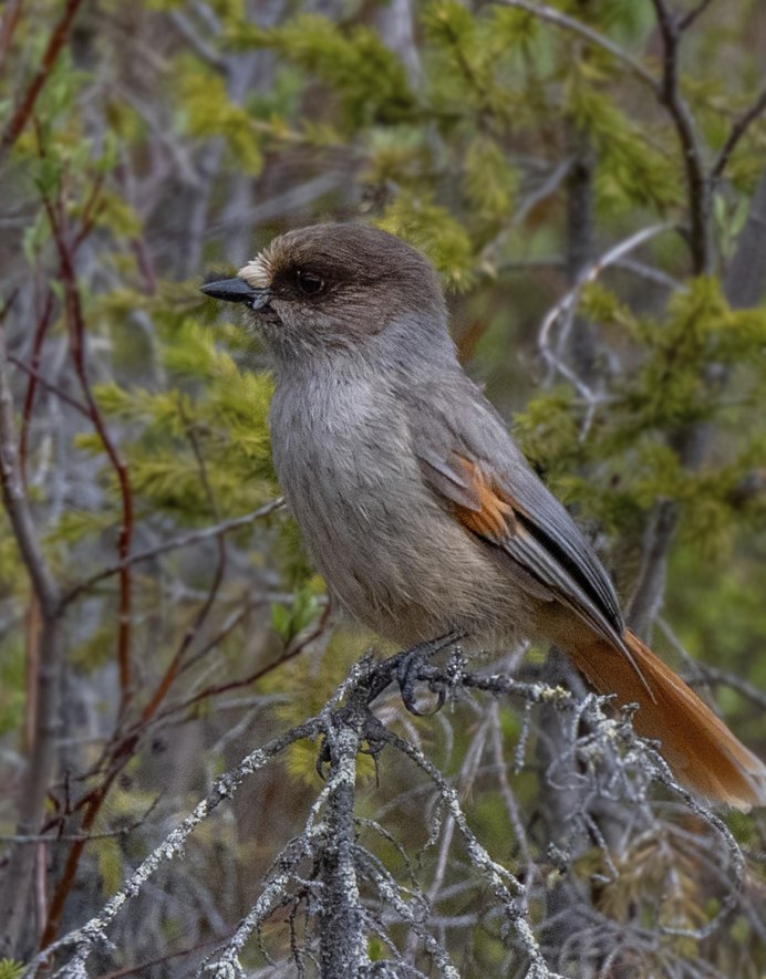 Кукша Perisoreus Infaustus