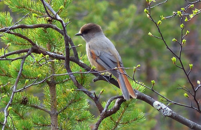 Кукша Рябицев