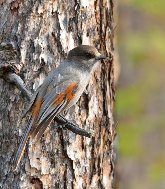 Кукша Perisoreus Infaustus
