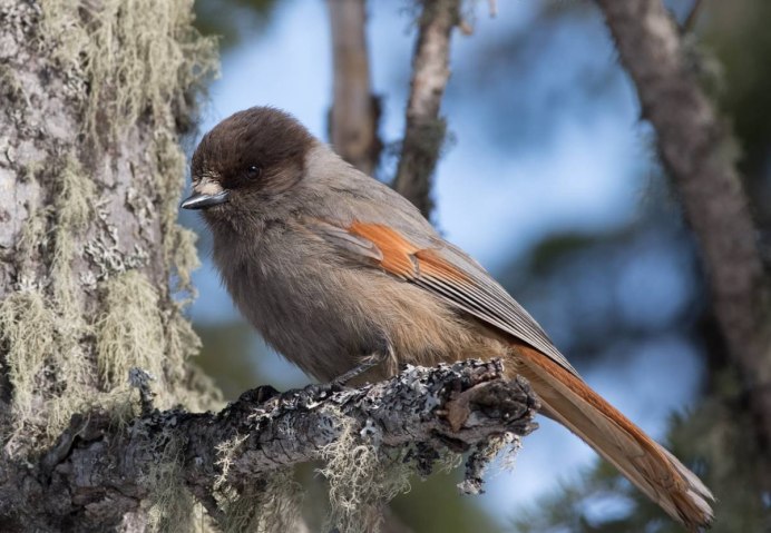 Кукша Perisoreus Infaustus