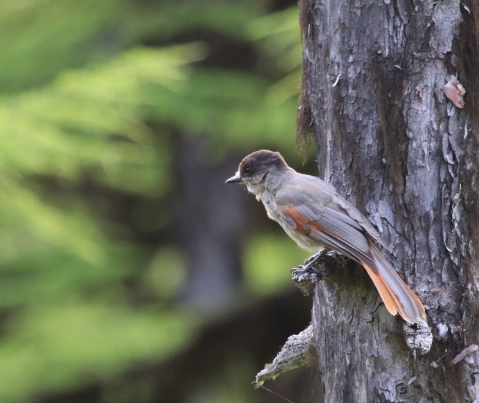 Кукша Perisoreus Infaustus
