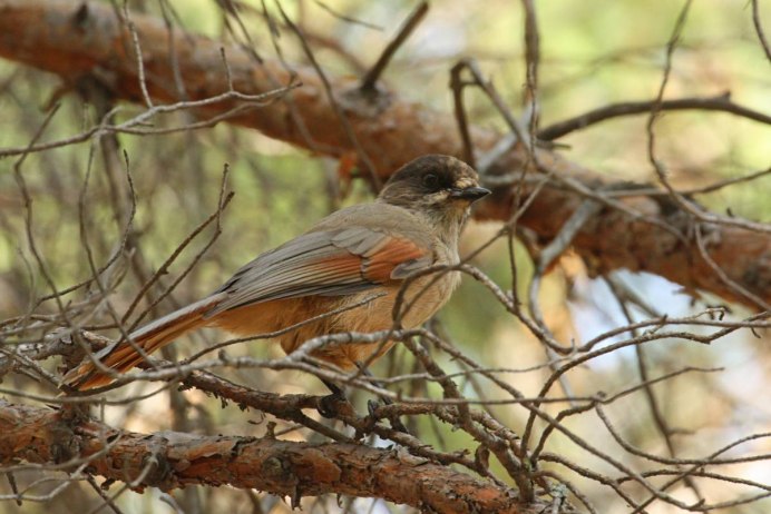 Perisoreus internigrans