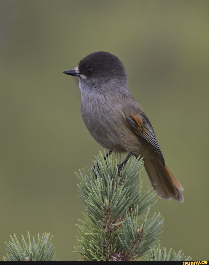 Кукша Perisoreus Infaustus