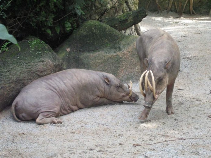 North Sulawesi Babirusa
