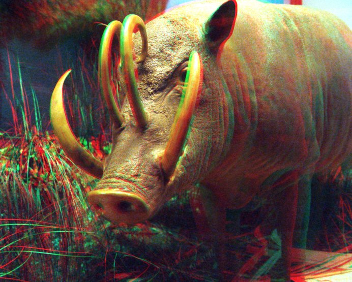 North Sulawesi Babirusa