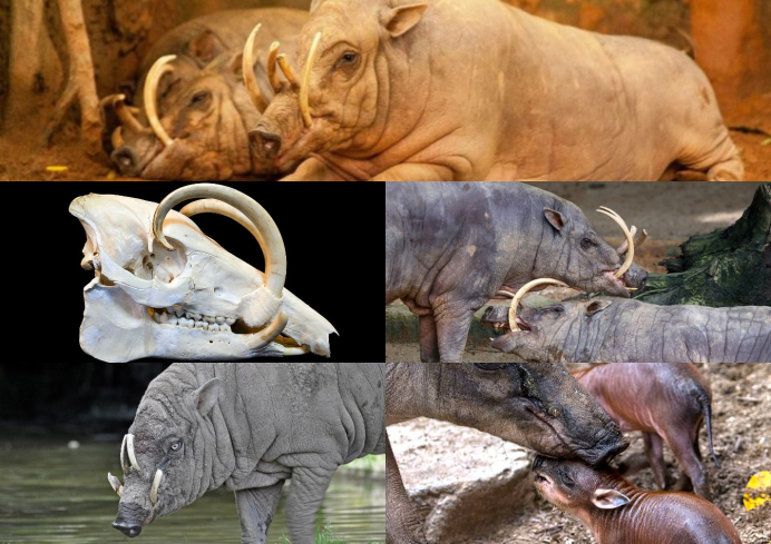 Babyrousa togeanensis