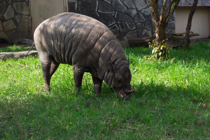 Babirusa группа