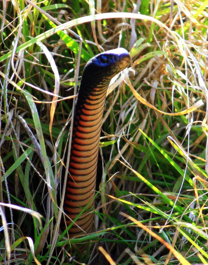 Pseudechis porphyriacus