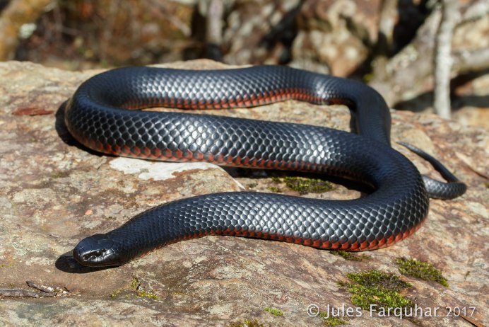 Pseudechis porphyriacus