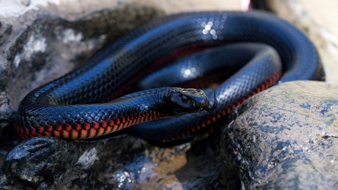 Pseudechis porphyriacus