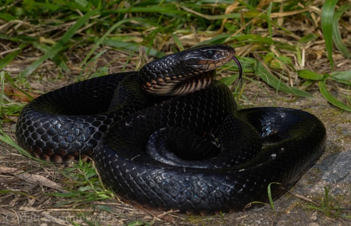 Черная ехидна Pseudechis porphyriacus