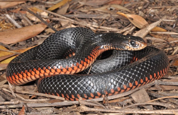 Pseudechis porphyriacus