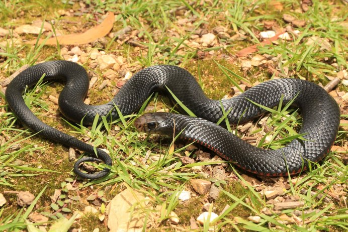 East Brown Snake