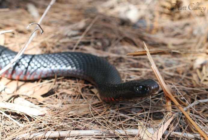 Pseudechis porphyriacus