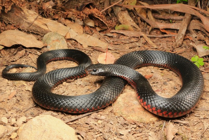 Pseudechis porphyriacus