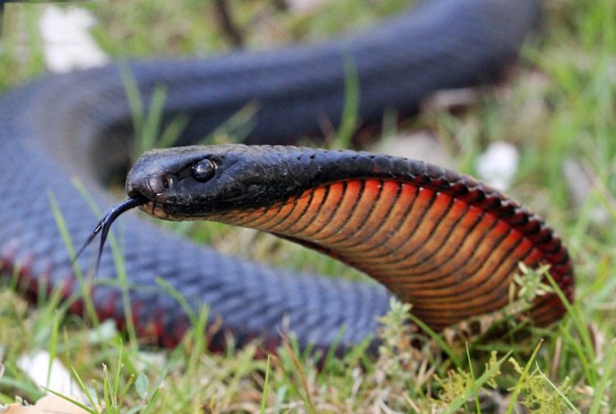 Pseudechis porphyriacus