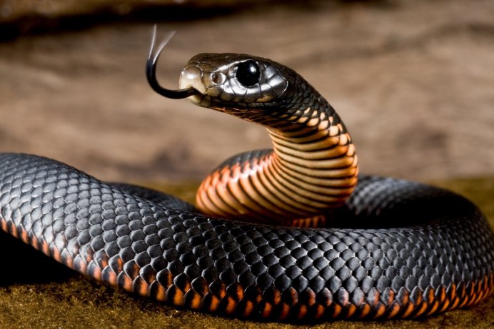 Pseudechis porphyriacus