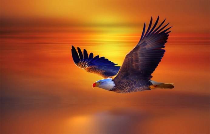 Полет птицы