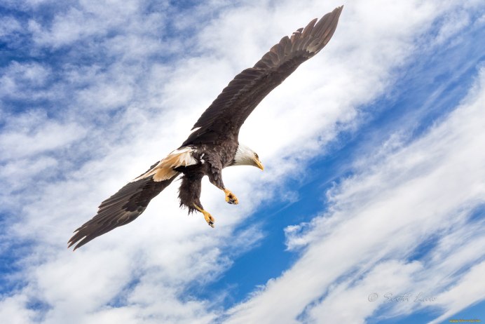 Хищная птица в небе