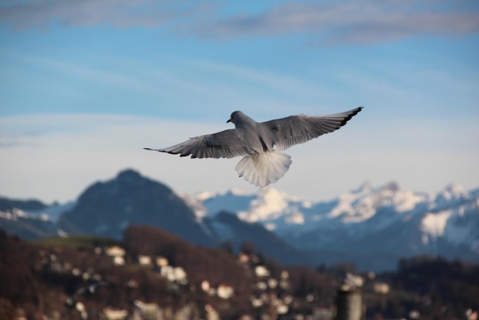 Орел в небе