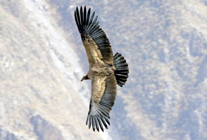 Картина птица в полете