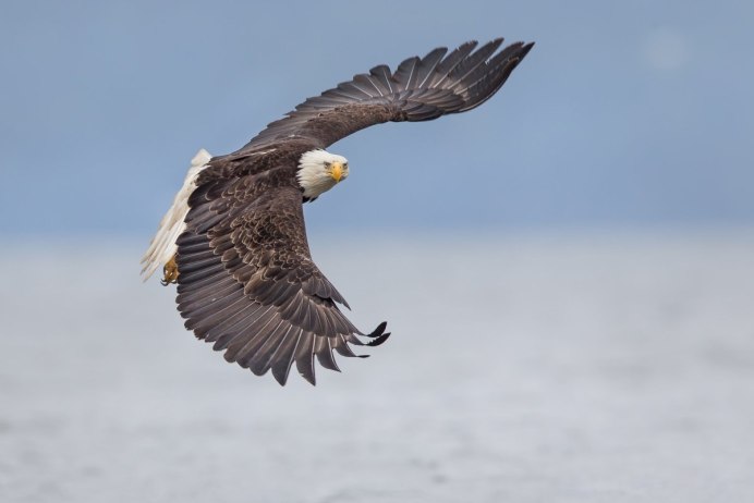 Полет птицы