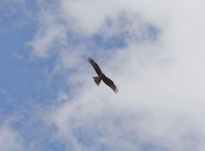 Ястреб в небе