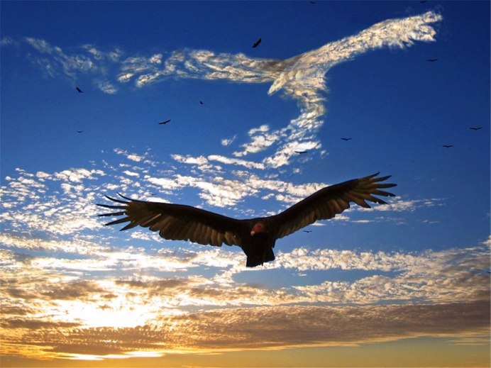 Ястреб в небе