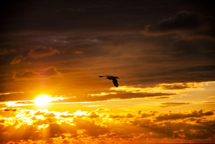 Птицы в небе на закате