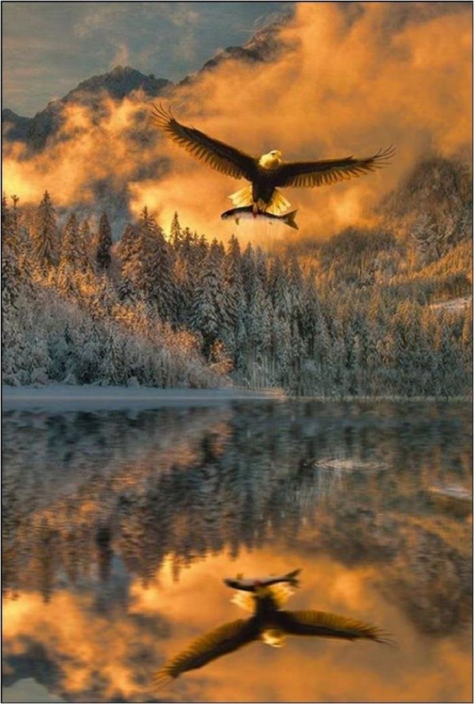 Кондор Анды в полёте