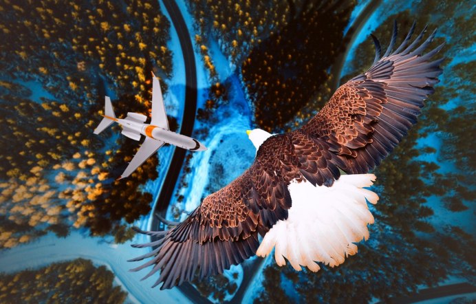 Птица вид сверху