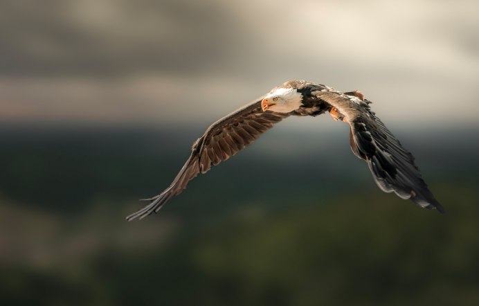 Красивое небо с птицами