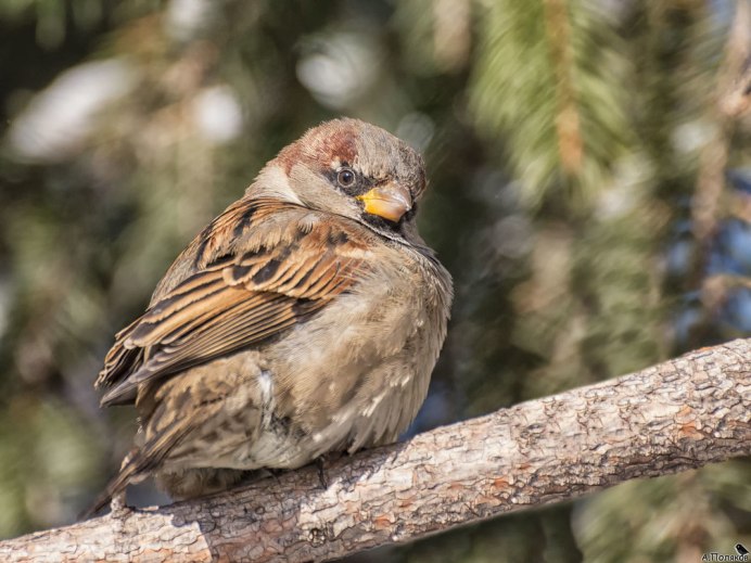 Хохлатый Воробей