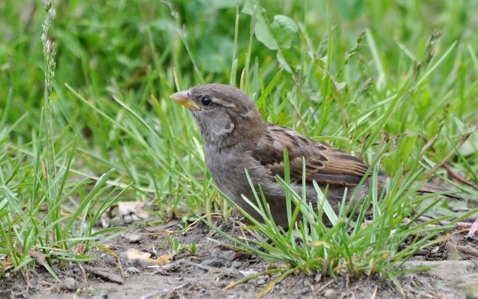 Воробей зимой