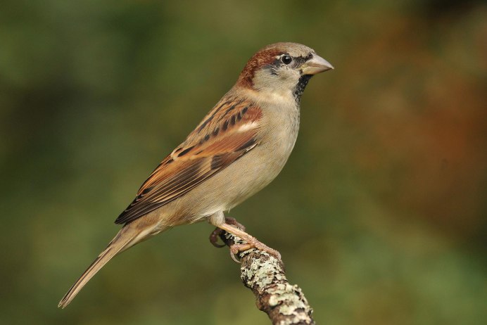 Птица Воробей