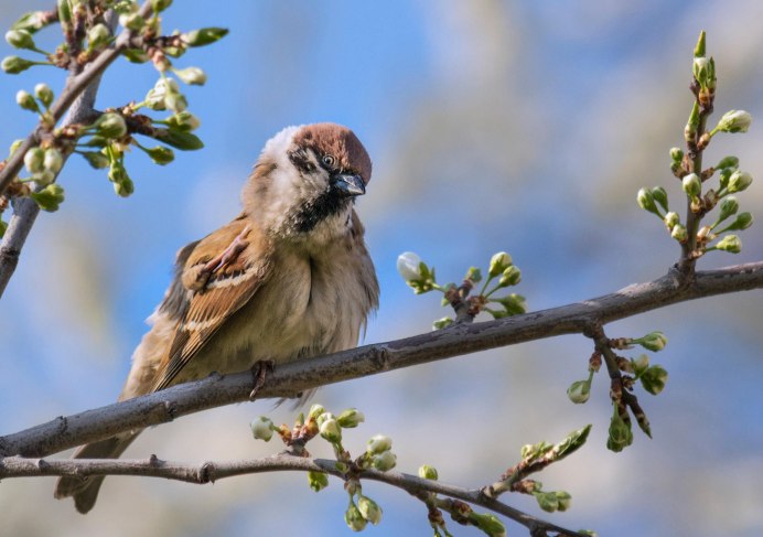 Вид Воробей полевой – passer montanus