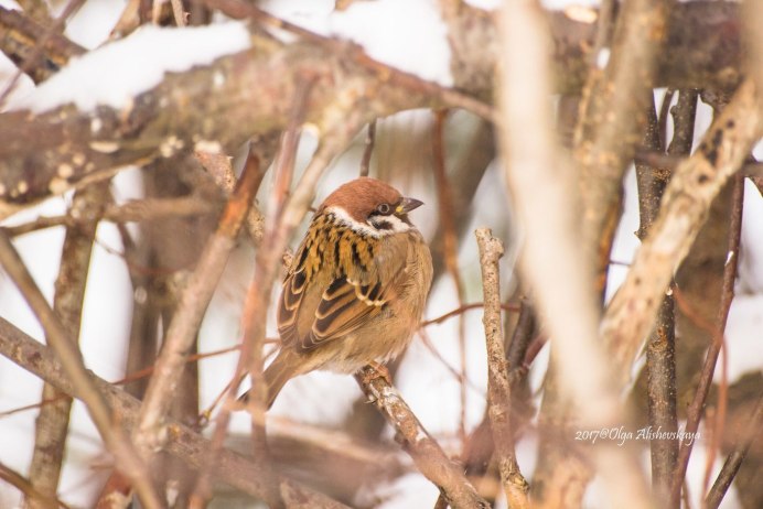 Воробей в лесу