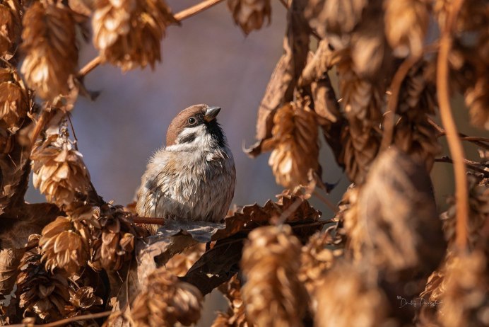 Птицы в осеннем лесу