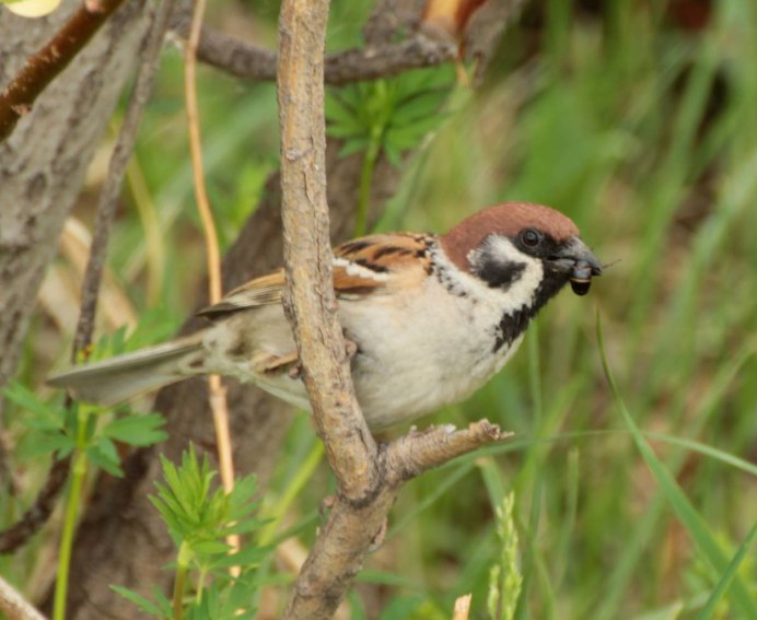 Соловей и Воробей