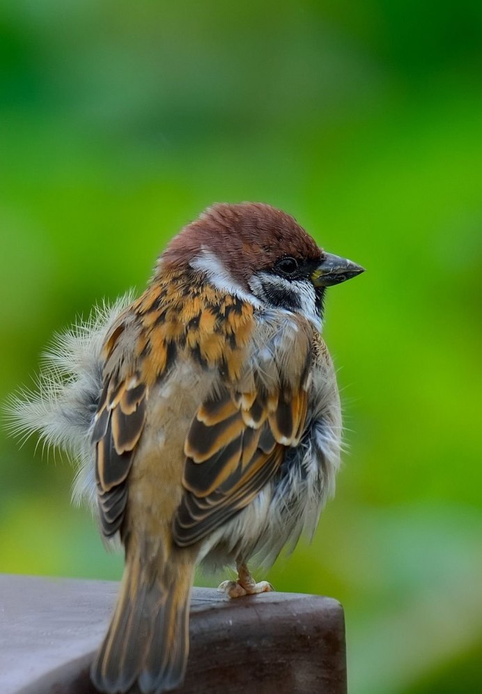 Воробей деревенский