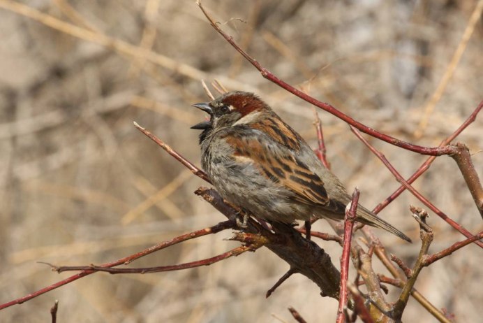 Сибирская чечевица Carpodacus roseus